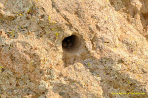 Sutter Buttes hole in rock.