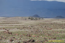 Weed Mima Mound field photo