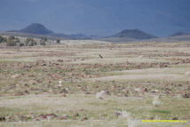 Weed Mima Mound field photo