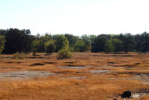 Sutter Buttes Mima Mounds