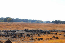 Sutter Buttes Mima Mounds