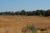 Sutter Buttes Mima Mounds