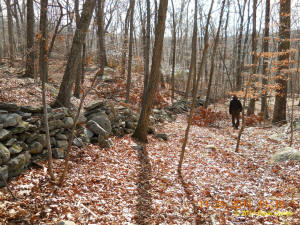 Conneticut stone line photo by Dave Cuneo 