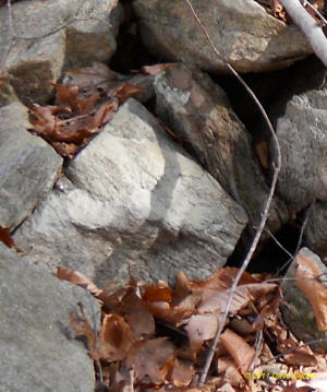 Conneticut stone line photo by Dave Cuneo 