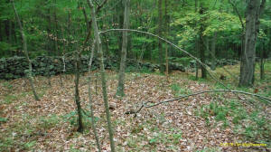 Eastern US stone line photo by Tim MacSweeny