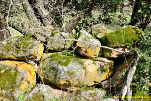 Schaeffer Ranch Stone Line