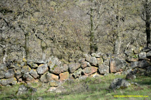 Schaeffer Ranch Stone Line