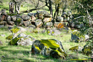 Schaeffer Ranch Stone Line