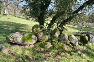 Schaeffer Ranch Stone Line