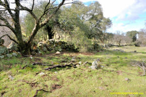 Schaeffer Ranch Stone Line