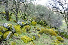 Schaffer Ranch stone line in the Sutter Buttes