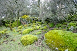 Schaffer Ranch stone line in the Sutter Buttes