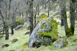 Schaffer Ranch stone line in the Sutter Buttes