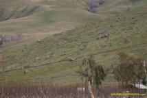 Sutter Buttes Stone Lines