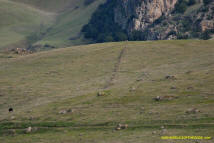 Sutter Buttes Stone Lines