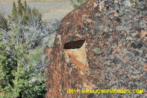 Shasta Notch